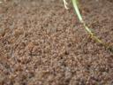 ants36.jpg