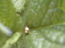 goldbug05.jpg