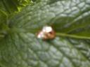 goldbug06.jpg