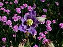 aquilegia2256.jpg