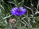 centaurea_cyanus2348.jpg