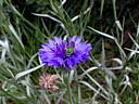 centaurea_cyanus2349.jpg