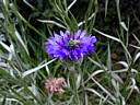 centaurea_cyanus2350.jpg