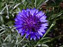 centaurea_cyanus2355.jpg