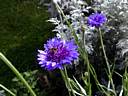 centaurea_cyanus2359.jpg