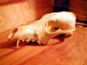 coyote skull